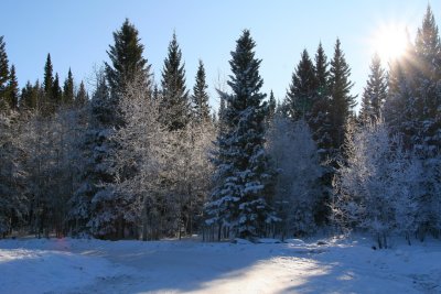 The Forest and Frost