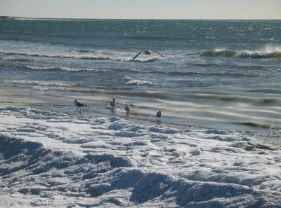 Cold Gulls
