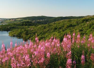 Signal Hill Flowers