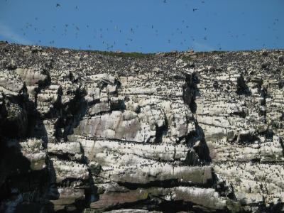 Millions of Sea Birds