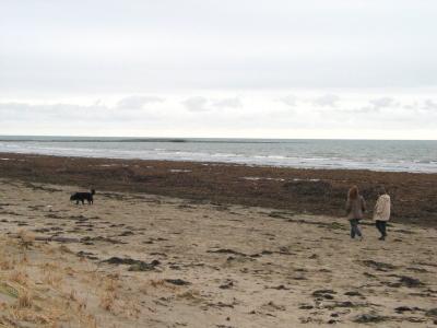 Beach Load of Kelp
