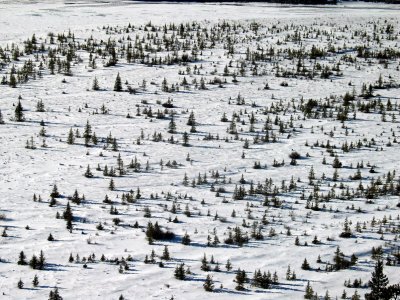 Field of Trees