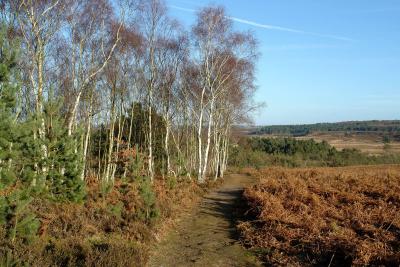 Wolferton Countryside