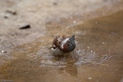 Bath time in the Tigers den