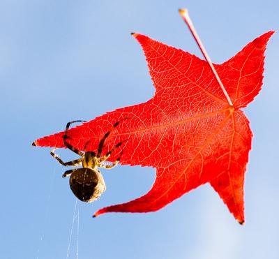 Autumn Spider