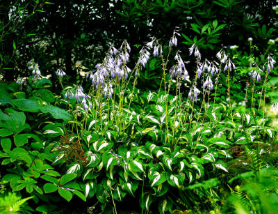 g3/60/638860/3/55976185.artisjaptuin1.jpg