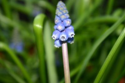 Grape Hyacinth