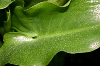Water in Lily leaf