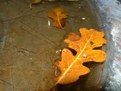 Leaf in frozen bird bath