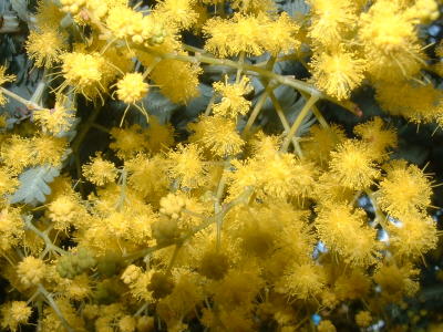 Wattle