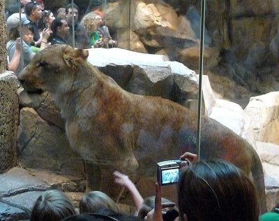 Lion Habitat at MGM