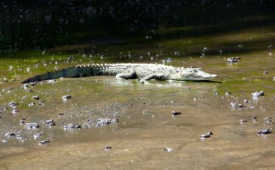 Small Crocodile -- Tarcoles River