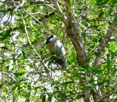 Boat Billed Heron -- Tarcoles River