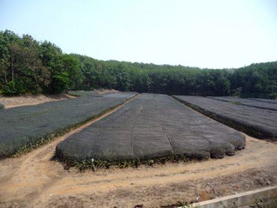 Pineapple Field -- Guatemala