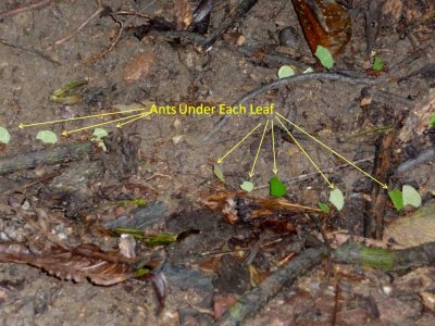 Stream of Ants Carrying Leaves Went on for Miles