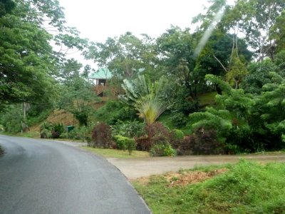 Fan Palm on Road in Roatan
