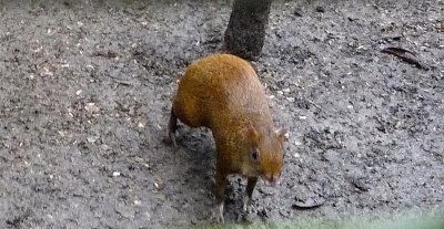 Agouti