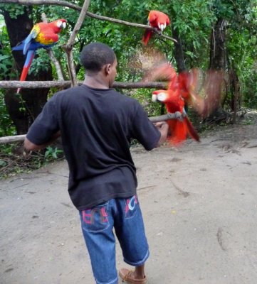 Scarlet Macaw with Tour Guide