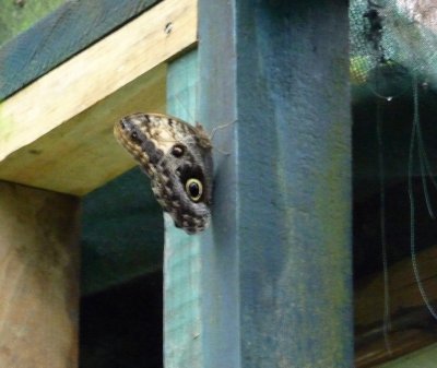 Common Owl Butterfly