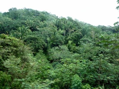 Roatan Rain Forest