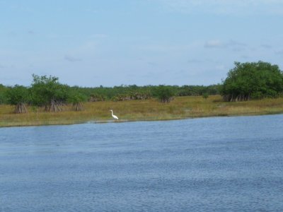 Egret in Belize