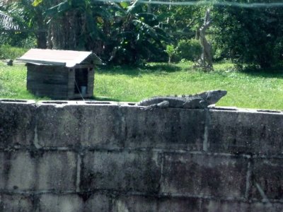 Iguana in Belize