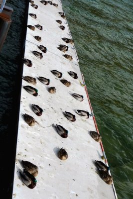 Ducks Along the Dock in Zephyr Cove