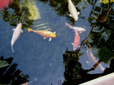 KOI at the Flamingo Hotel Natural Habitat