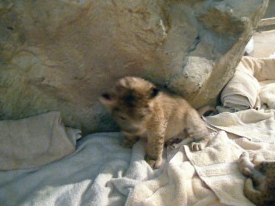 Baby Lion at MGM Grand