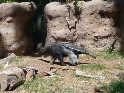 Anteater