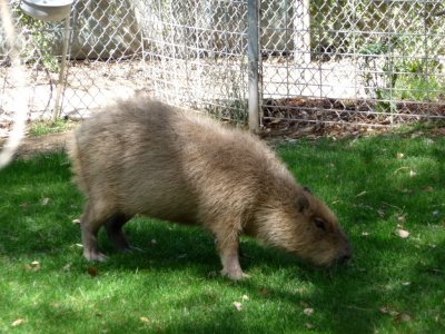 Capybara (World's Largest Rodent)