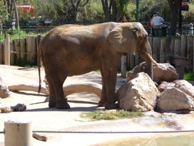 Elephant at the Tucson Zoo