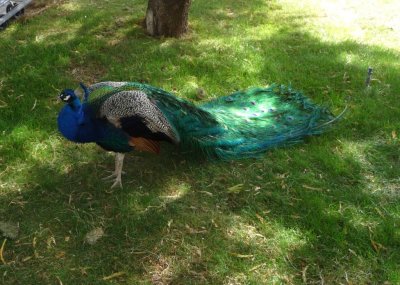 Peacock