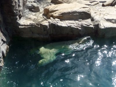 Polar Bear Taking a Swim