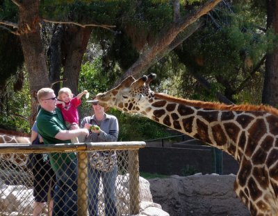 Feeding the Giraffe