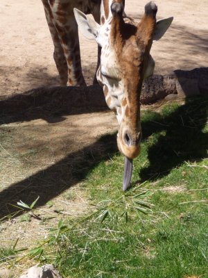 Giraffe Picking Up Leaves