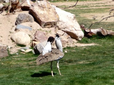 Kori Bustard