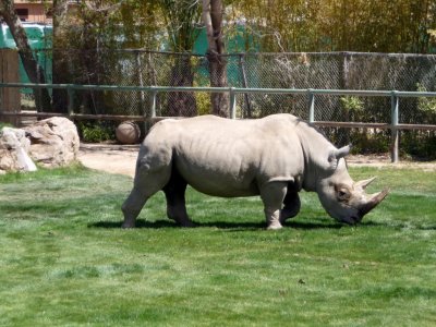Rhinoceros