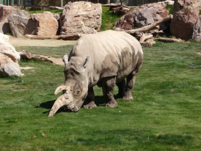 Rhinoceros with Funny Horn