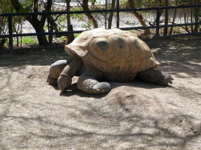 Aldabra Tortoise