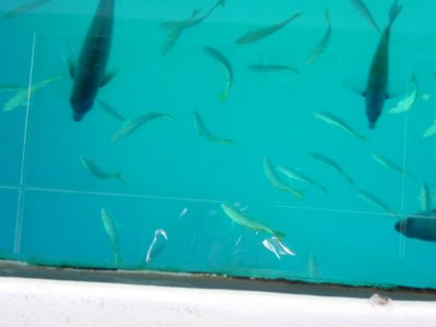 Glassbottom Boat in the Sea of Cortez