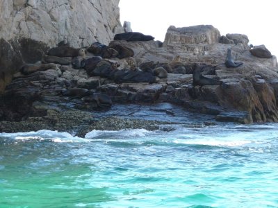 Sea Lion Colony at Land's End