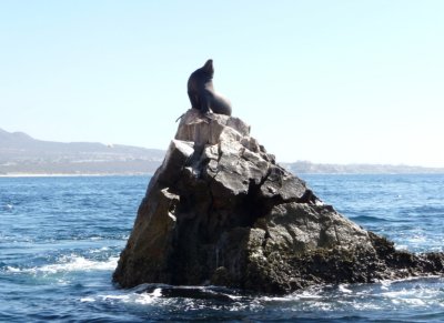 Sea Lion Posing at Land's End