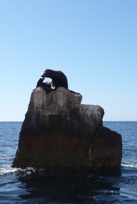 Sea Lion at Land's End