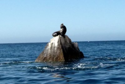 Sea Lion at Land's End