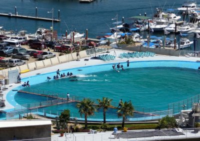 Dolphin Pool in Cabo