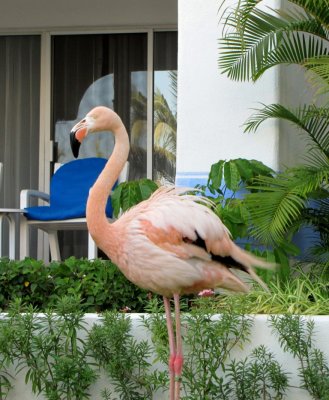 Flamingo at Pueblo Blanco