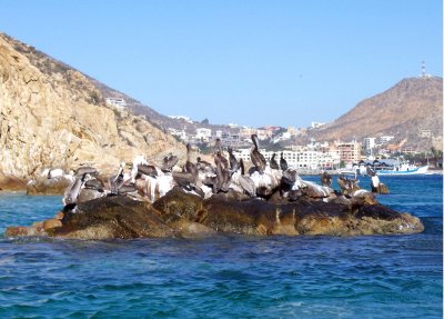 Pelican Rock Near Land's End, Baja Peninsula