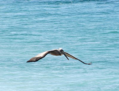 Pelican in Flight