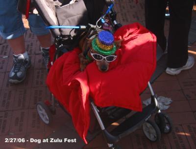 Dog at Zulu Fest